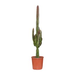 Euphorbia Trigona Rubra (21220)