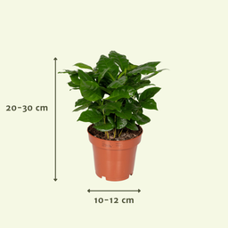 Verrassingsbox - - x5 (8720634287715)