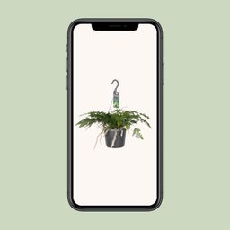 Humata Tyermannii (8720634284837)