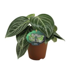 Peperomia Sarcophylla (13008)