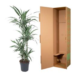 Dracaena Warneckei - 145 cm - ø30 (8721055692744)