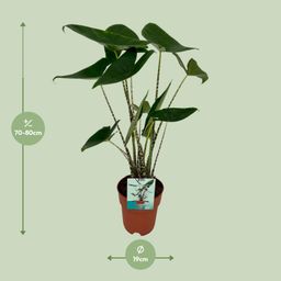 Alocasia Zebrina - Olifantsoor (8720634284059)