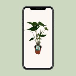 Alocasia Zebrina - Olifantsoor (8720634284059)