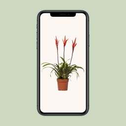 Vriesea Elan Toef (15014)