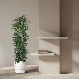 Ficus Alii King zuil - 150 cm - ø29 (8721055692843)
