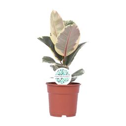 Ficus Elastica Tineke (15761)