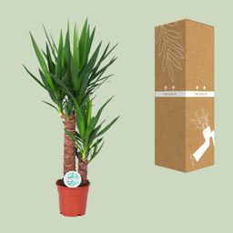 Yucca (15803)