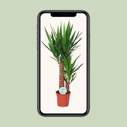 Yucca (15803)