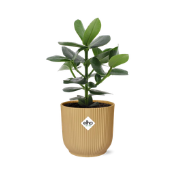 Clusia Princess in ELHO Vibes Fold 14cm geel (21676)
