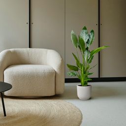 Strelitzia Reginae - 100 cm - Ø21 (8721055697213)