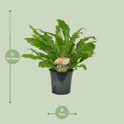 Asplenium Campio (10827)