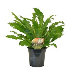 Asplenium Campio (10827)