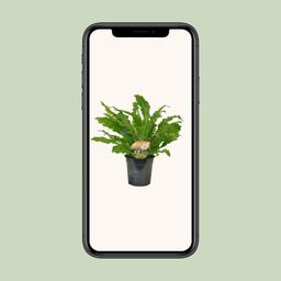 Asplenium Campio (10827)