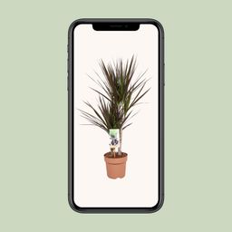 Dracaena Magenta (10766)