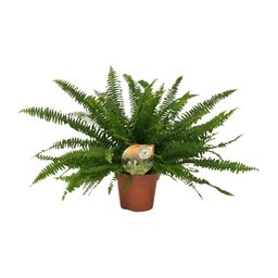 Nephrolepis Green Lady (10841)