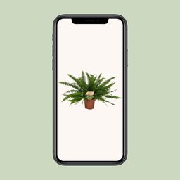 Nephrolepis Green Lady (10841)