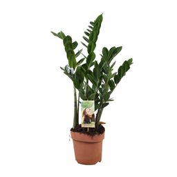 Zamioculcas Zamiifolia (10774)