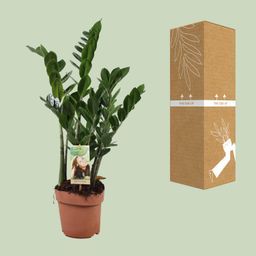 Zamioculcas Zamiifolia (10774)