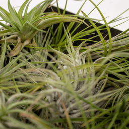 Tillandsia Air mix - 5 stuks - 6 cm - ø6 (10310)