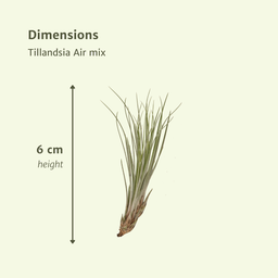 Tillandsia Air mix - 5 stuks - 6 cm - ø6 (10310)
