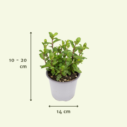 PROMO - Tuinkruiden Mix - 4 stuks (10344)