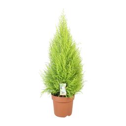 Cupressus Goldcrest Wilma (10811)
