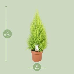 Cupressus Goldcrest Wilma (10811)