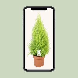 Cupressus Goldcrest Wilma (10811)