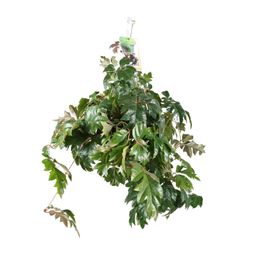 Cissus Rhombifolia Ellen Danica (8720985403581)