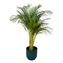 Areca palm - ↨130cm - Ø24cm inclusief elho Vibes Fold Round blauw D30xH27 (8721081602137)