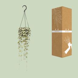 Ceropegia Woodii Hang (8720985403567)