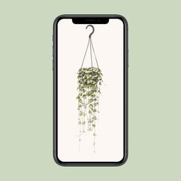 Ceropegia Woodii Hang (8720985403567)
