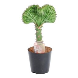 Euphorbia lactea Cristata groen - 30 cm - ø10,5 (8721081685000)