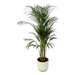 Areca palm - ↨110cm - Ø21cm inclusief elho Vibes Fold Round wit D22xH20 (8721081602120)