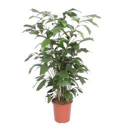 Caryota Mitis - 140 cm - ø27 (8721022569918)