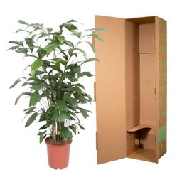 Caryota Mitis - 140 cm - ø27 (8721022569918)