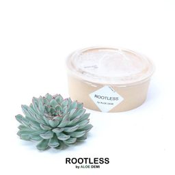 Rootless by aloe demi ROOTLESS Succulent Echeveria Pulidonis Ø12-14 cm (8721001420063)