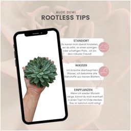Rootless by aloe demi ROOTLESS Succulent Echeveria Pulidonis Ø12-14 cm (8721001420063)