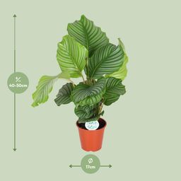 Calathea Orbifolia (8720955327367)