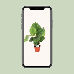 Calathea Orbifolia (8720955327367)