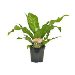 Asplenium Nidus (10829)