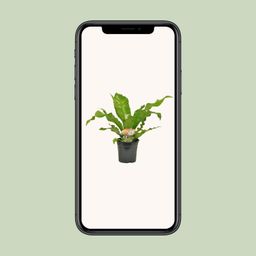 Asplenium Nidus (10829)