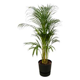 Areca palm - ↨110cm - Ø21cm inclusief elho Greenville Round zwart D24xH23 (8721081602090)