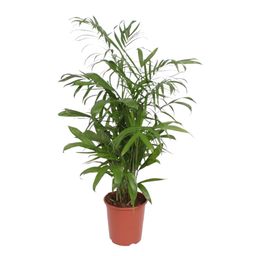 Chamaedorea Seifrizii - 140 cm - ø27 (8721022569956)