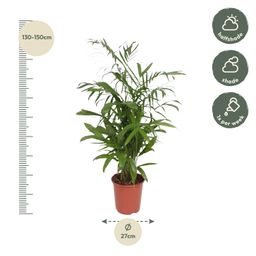 Chamaedorea Seifrizii - 140 cm - ø27 (8721022569956)