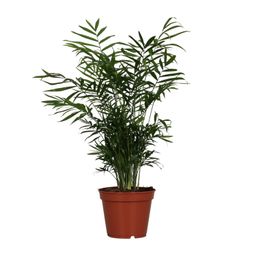 Chamaedorea Elegans (9649)