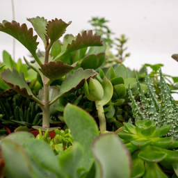 Succulenten Mix - 10 stuks (10226)