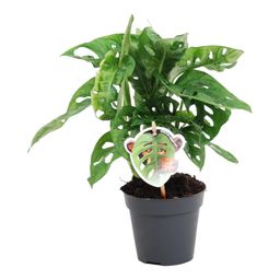Monstera obliqua 'Monkey Leaf' - 25 cm - ø12 (8721081685116)