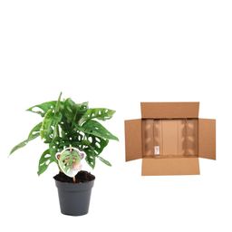 Monstera obliqua 'Monkey Leaf' - 25 cm - ø12 (8721081685116)