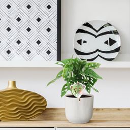 Monstera obliqua 'Monkey Leaf' - 25 cm - ø12 (8721081685116)